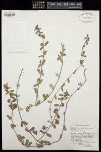 Euphorbia densiflora image