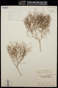 Chamaesyce gracillima image