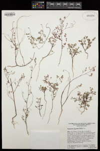 Chamaesyce hyssopifolia image