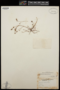 Chamaesyce hyssopifolia image