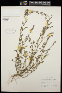 Chamaesyce hyssopifolia image