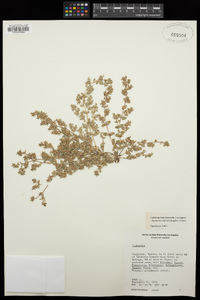 Chamaesyce dioica image