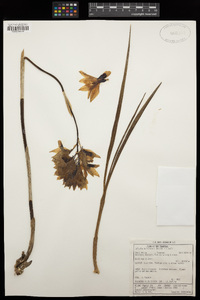 Image of Eulophia welwitschii