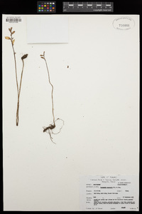 Image of Gastrodia exilis