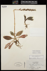 Goodyera oblongifolia image