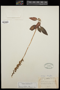 Goodyera oblongifolia image