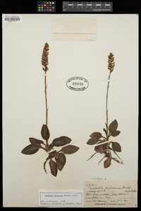 Goodyera pubescens image