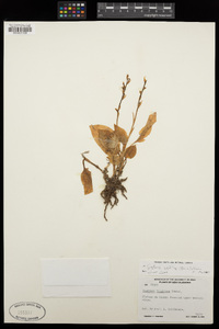 Goodyera viridiflora image