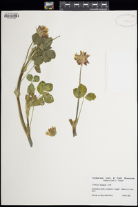 Trifolium fucatum image