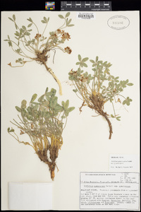 Trifolium gymnocarpon image