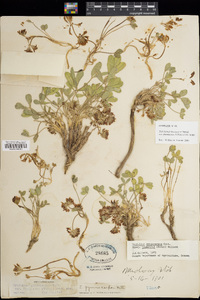 Trifolium gymnocarpon subsp. plummerae image