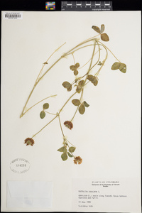 Trifolium hybridum image