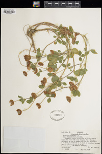 Trifolium hybridum image