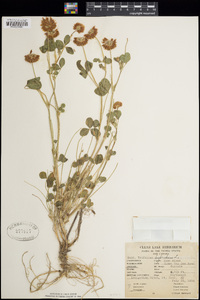 Trifolium hybridum image