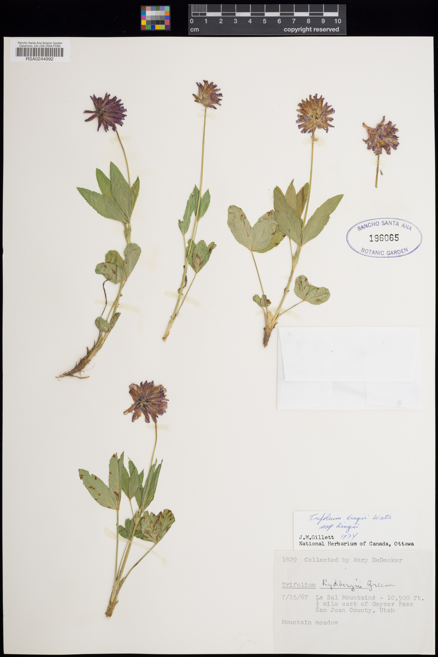 Trifolium kingii subsp. kingii image