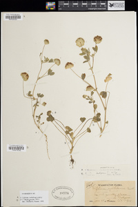 Trifolium barbigerum image