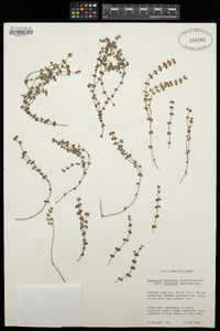 Chamaesyce deltoidea subsp. pinetorum image