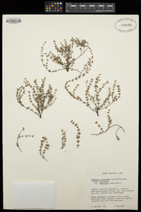 Chamaesyce deltoidea subsp. adhaerens image