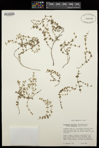 Chamaesyce deltoidea subsp. pinetorum image