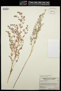 Chamaesyce hyssopifolia image