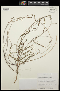 Chamaesyce hyssopifolia image