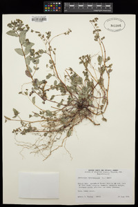 Chamaesyce hyssopifolia image