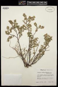 Euphorbia mesembrianthemifolia image