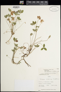 Trifolium latifolium image