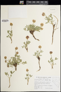 Trifolium longipes subsp. hansenii image