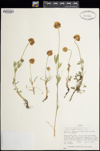 Trifolium longipes subsp. hansenii image