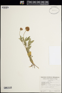 Trifolium longipes image