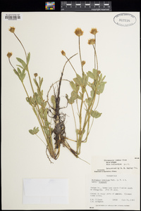 Trifolium longipes image