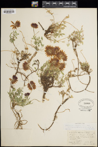 Trifolium longipes image