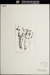 Trifolium atrorubens image