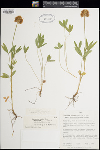 Trifolium longipes subsp. pedunculatum image