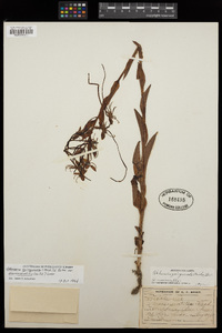 Image of Habenaria macroceratitis