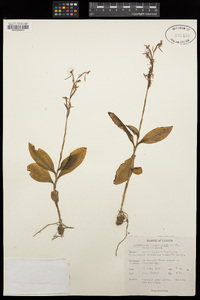 Image of Habenaria macrostachya