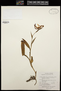 Image of Habenaria pterocarpa