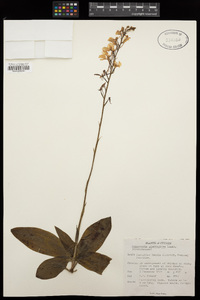 Image of Habenaria plantaginea