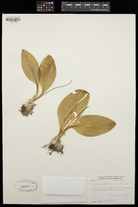 Liparis liliifolia image