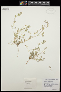 Euphorbia brandegeei image