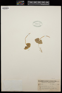 Listera cordata image