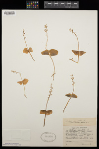 Listera cordata image