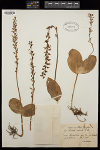 Neottia ovata image