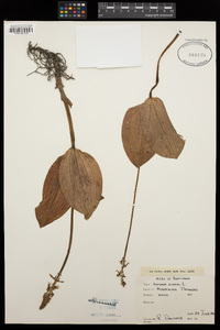 Neottia ovata image