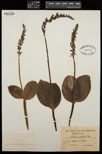 Neottia ovata image