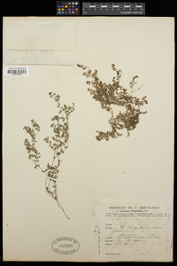 Euphorbia chamaesyce image