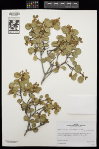 Rhamnus ilicifolia image