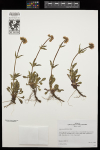 Valeriana californica image
