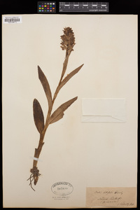 Dactylorhiza incarnata image